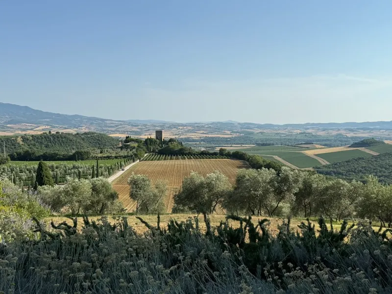 Vineyard rows and olive trees on a hillside with a stone tower and distant valley